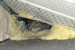 Squirrel Removal
